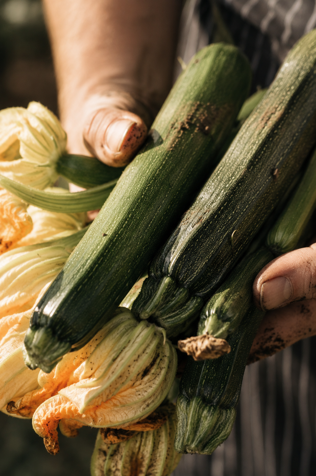 Spring zucchini and squash blossoms in the chef's hand